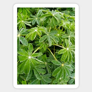 Raindrops on lupinus leaves Sticker